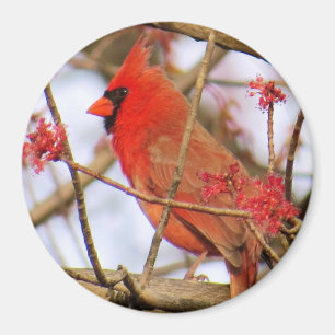Imã Magneta Cardinal