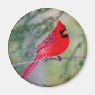 Imã Magneta Cardinal do Norte Brilhante