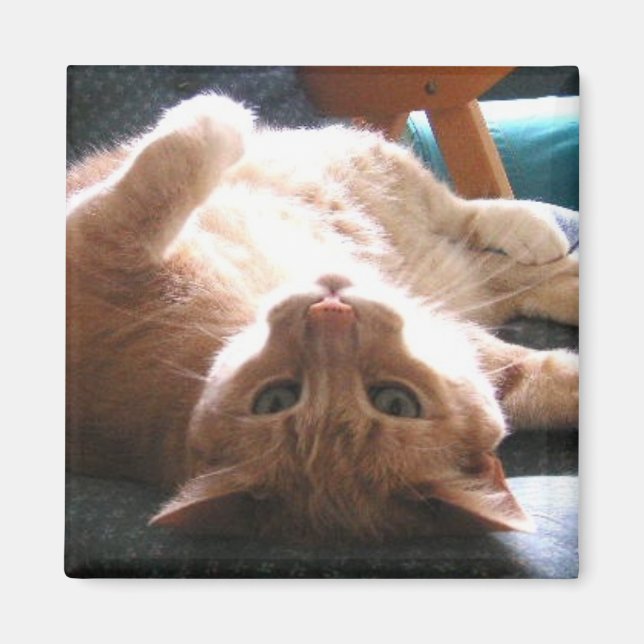 Imã Magneta Cat para Baixo (Frente)