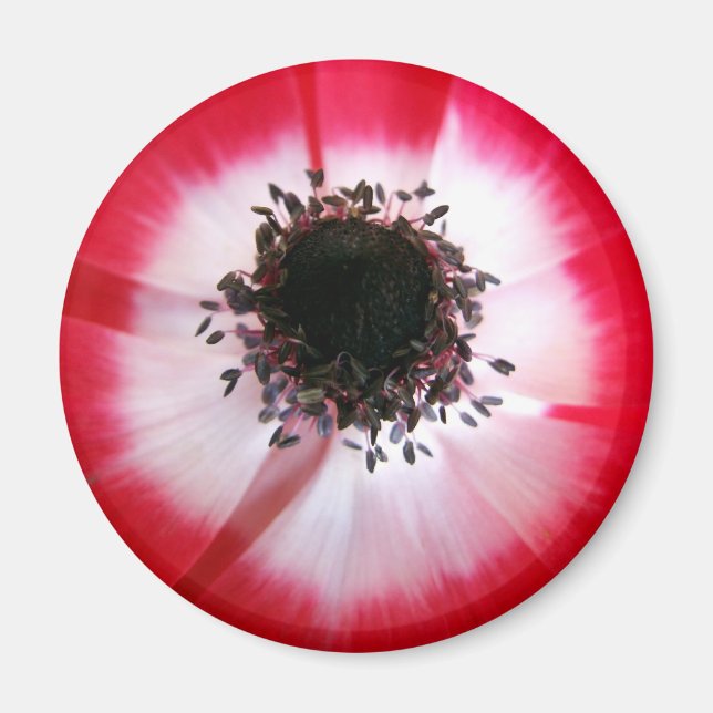 Imã Magneta central da Flor Vermelha (Frente)