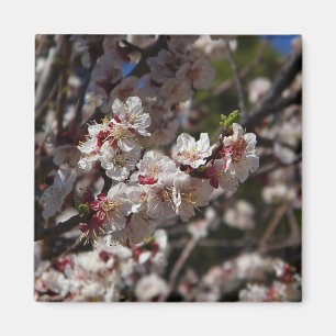 Imã Magneta Cherry Blossoms