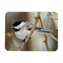 Magneta Chickadee em Casca Preta