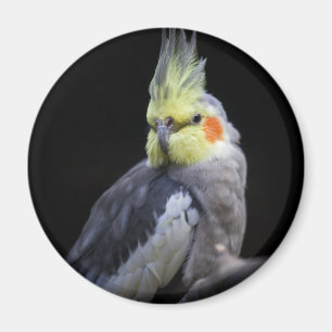 Imã Magneta Cockatiel