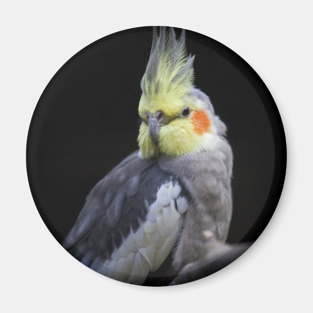 Imã Magneta Cockatiel (Frente)