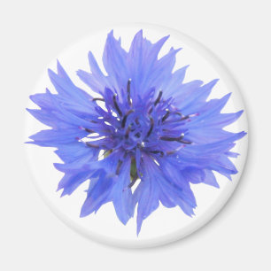 Imã Magneta com flor de milho azul selvagem