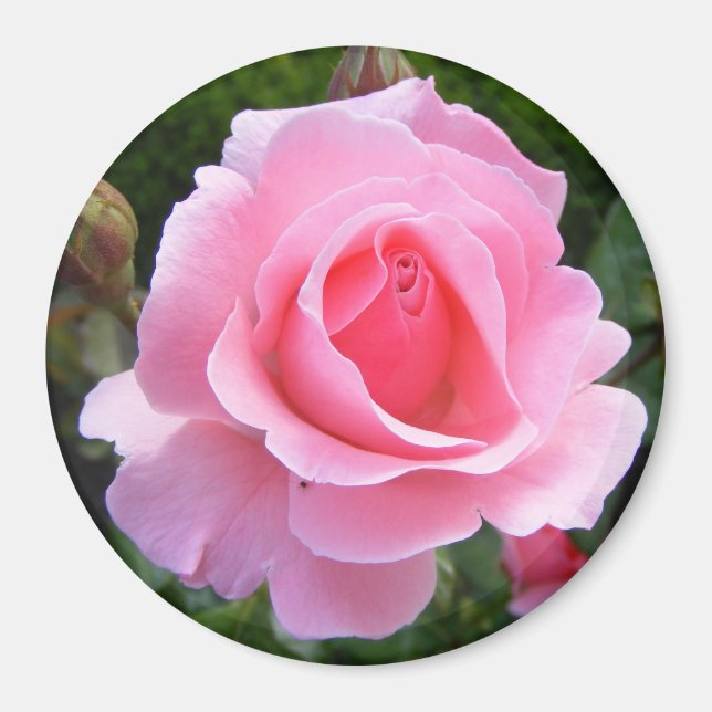 Imã Magneta com linda rosa rosa (Frente)