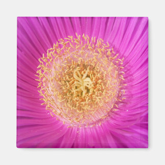 Imã Magneta cor-de-rosa