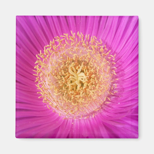 Imã Magneta cor-de-rosa (Frente)