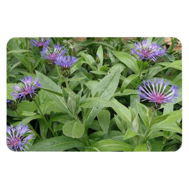 Ímã Magneta Cornflower Premium (Horizontal)