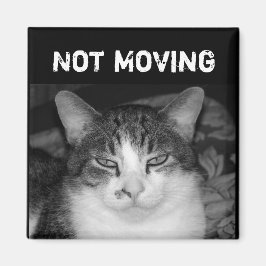 Imã Magneta Crabby Cat "Não Movendo"