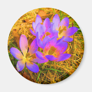 Imã Magneta Crocus Psychedelic