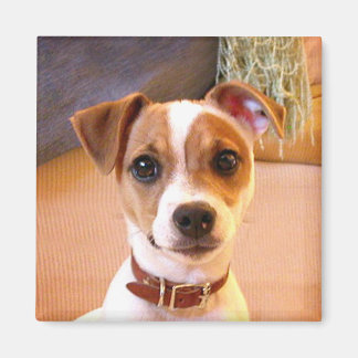 Imã Magneta Cute Jack Russell Terrier