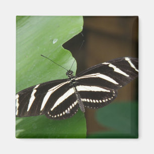Imã Magneta da Borboleta bonito Zebra Longwing