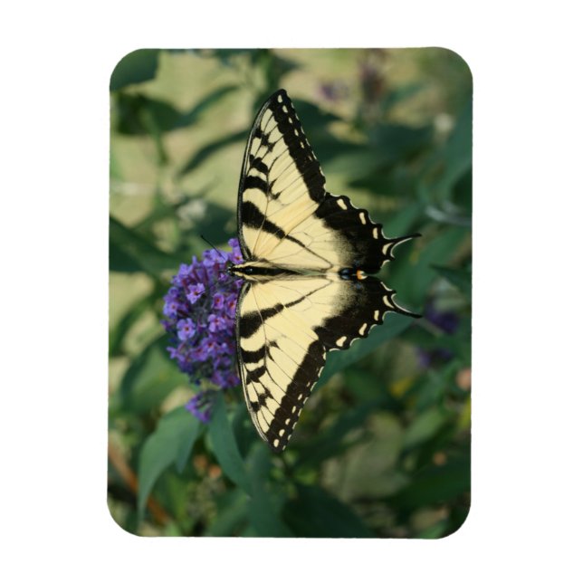 Ímã Magneta da borboleta perfeitamente alinhada (Vertical)