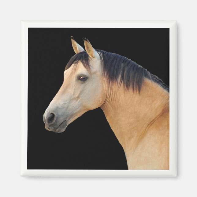 Imã Magneta da Cabeça de Cavalo (Frente)