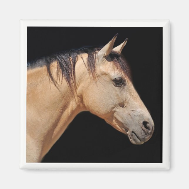 Imã Magneta da Cabeça de Cavalo (Frente)