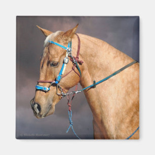 Imã Magneta da Cabeça de Cavalo
