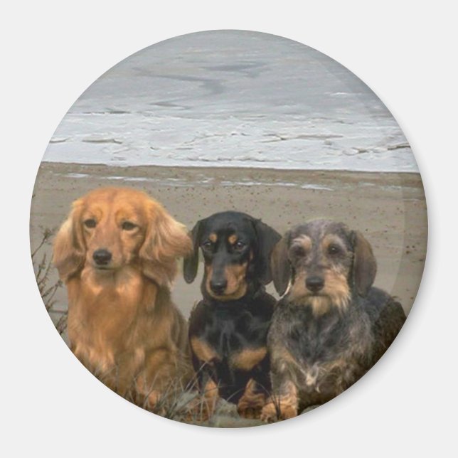 Imã Magneta Dachshances Na Praia (Frente)