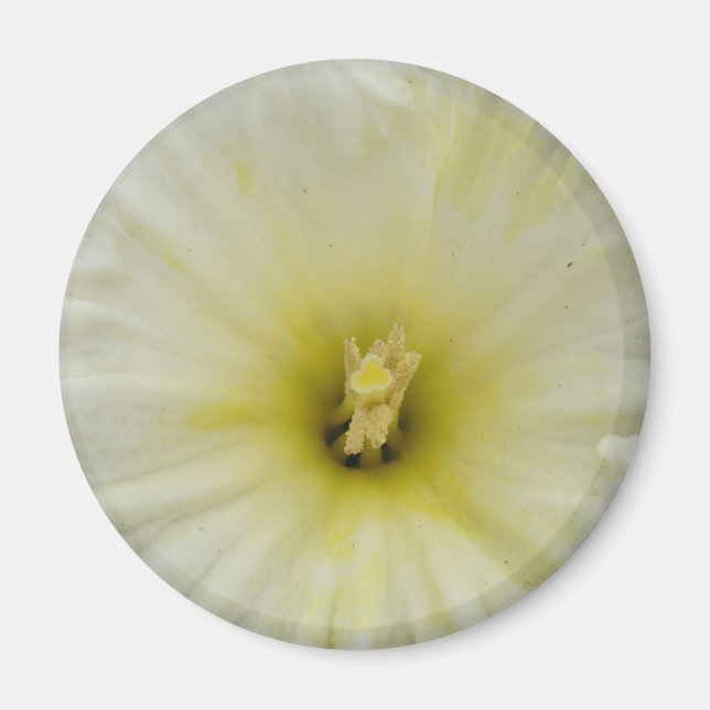 Imã Magneta Daffodil bonito (Frente)