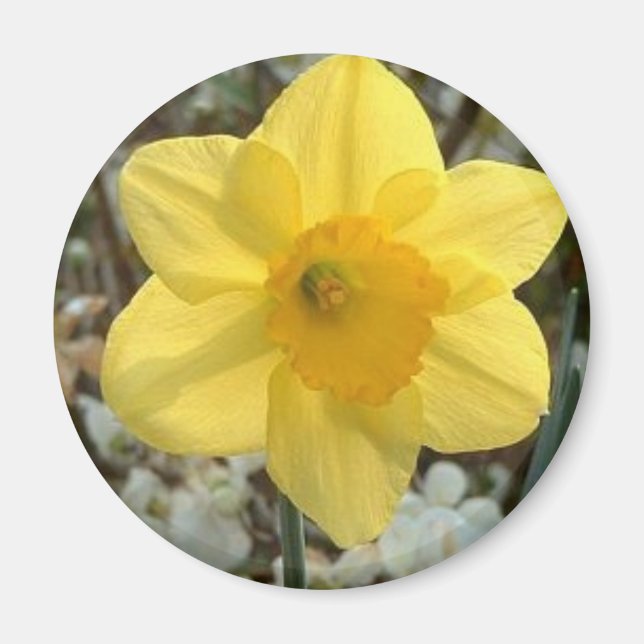 Imã Magneta Daffodil Cheio (Frente)