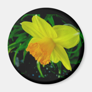 Imã Magneta Daffodil Laranja Amarelo