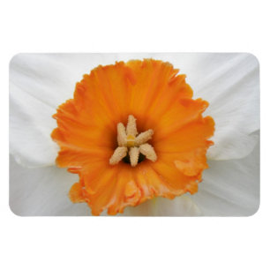Ímã Magneta Daffodil Premium Branca