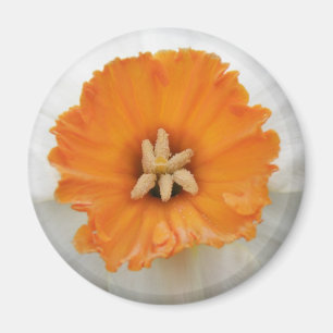 Imã Magneta Daffodilo Branco