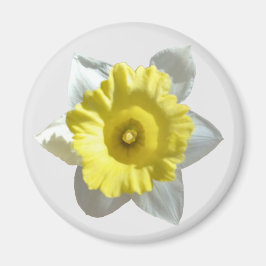 Imã Magneta Daffodilo Branco