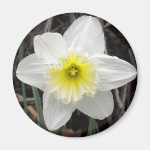 Imã Magneta Daffodilo Branco