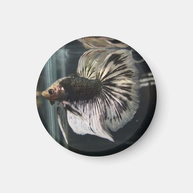 Imã Magneta Dalmática Negra (Frente)