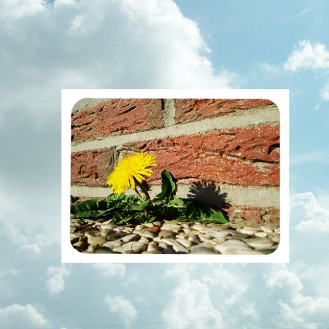 Ímã Magneta Dandelion Determinada (Criador carregado)