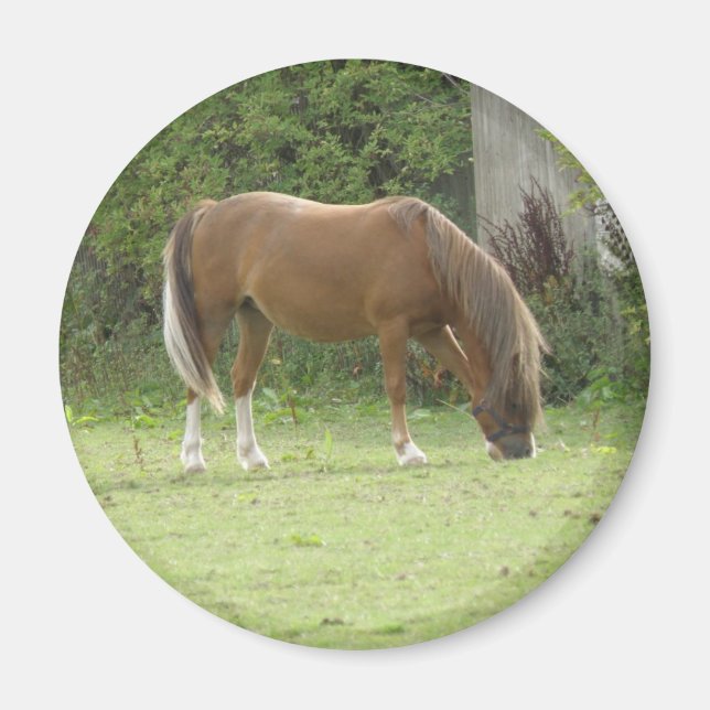 Imã Magneta De Aluguer De Cavalo Castanho (Frente)