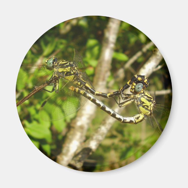 Imã Magneta de Amarragem de Dragonflies de cauda do cl (Frente)