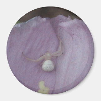 Imã Magneta de aranha branca