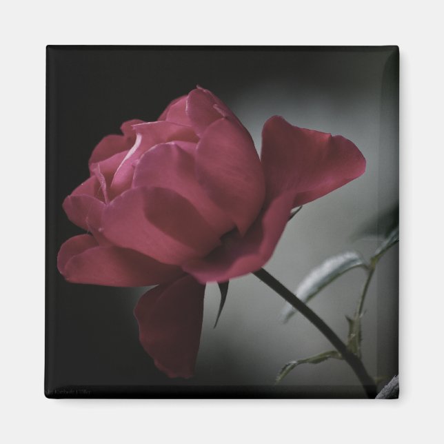 Imã Magneta de beleza do amor (Frente)