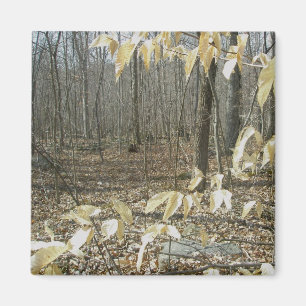 Imã Magneta de Birch de inverno