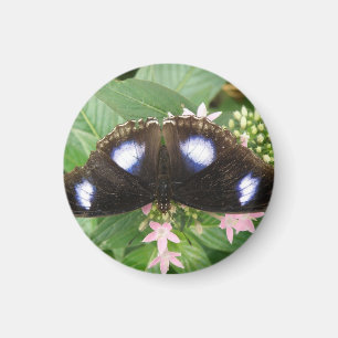 Imã Magneta de borboleta azul
