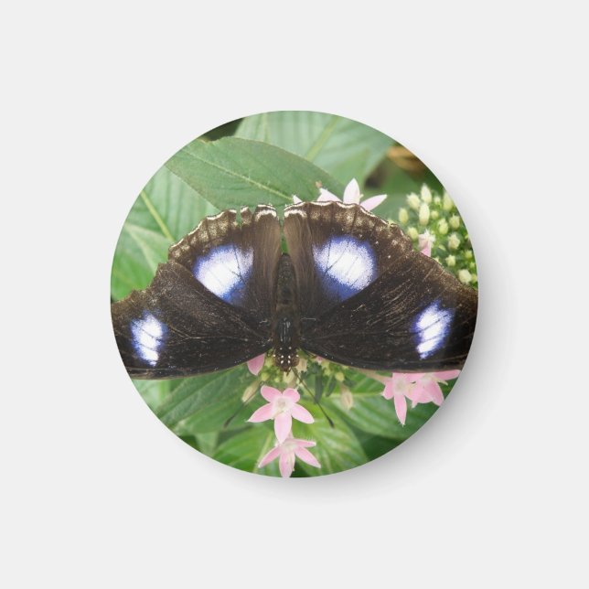 Imã Magneta de borboleta azul (Frente)