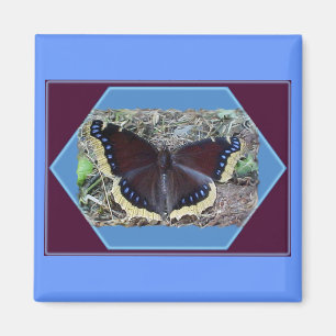 Imã Magneta de Borboleta de Mourning Cloak