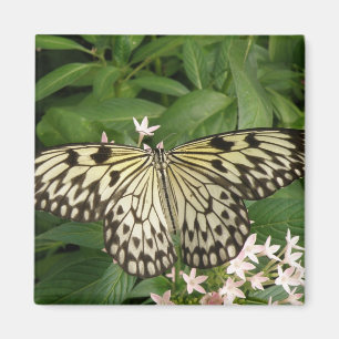 Imã Magneta de borboleta de papagaio