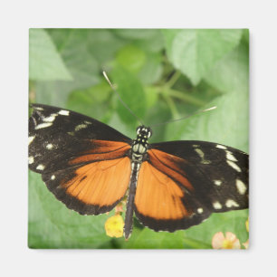 Imã Magneta de Borboleta de Tigre