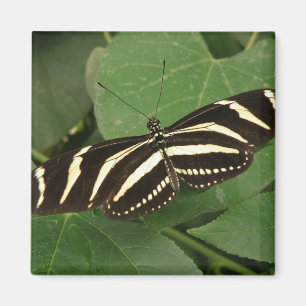 Imã Magneta de Borboleta de Zebra