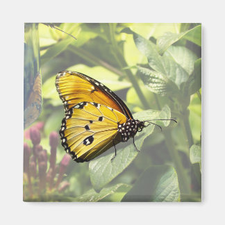 Imã Magneta de borboleta simples Tiger