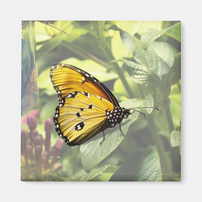 Imã Magneta de borboleta simples Tiger (Frente)