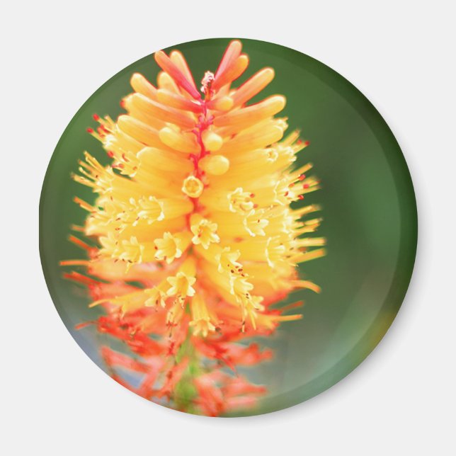 Imã Magneta de brilho sunset (Frente)