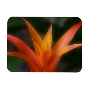 Ímã Magneta de Bromeliade brilhante