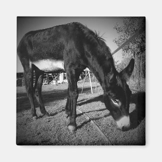 Imã Magneta de burro