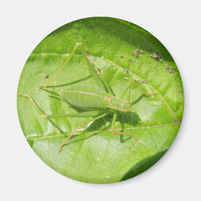Imã Magneta de Camuflagem de Críquete Verde (Frente)