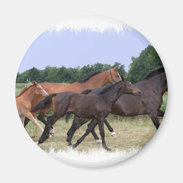 Imã Magneta de Cavalos Selvagens (Frente)