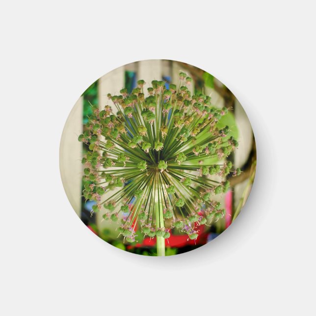 Imã Magneta de cebola (Frente)